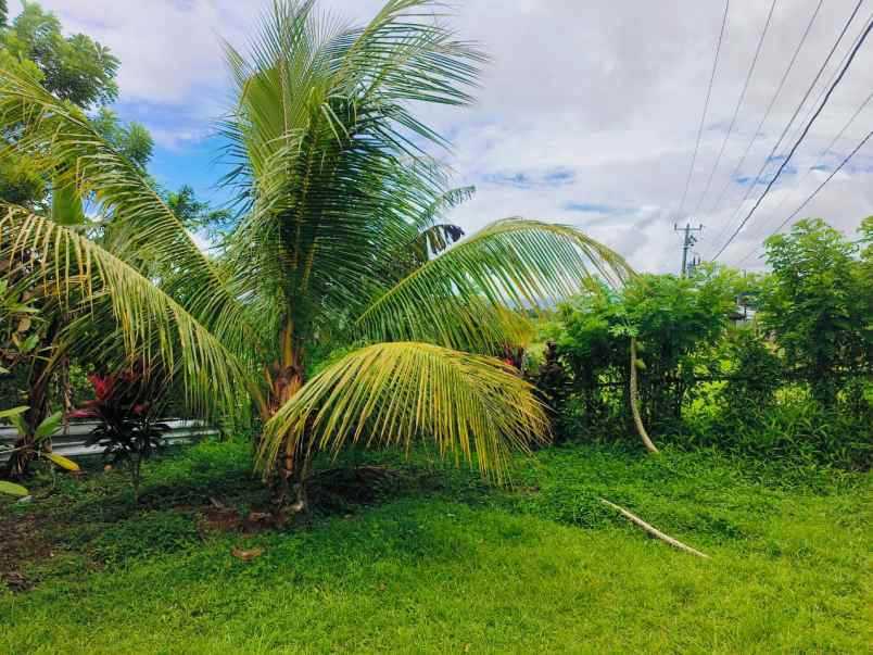 dijual tanah desa selemadeg kec