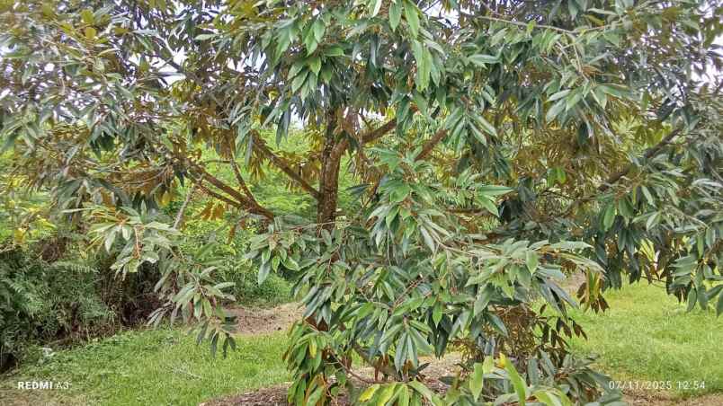 dijual tanah desa tiyinggading kec