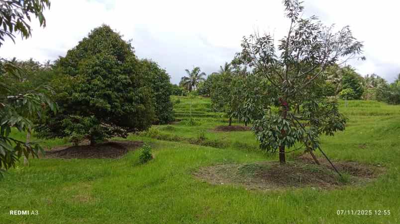 dijual tanah desa tiyinggading kec