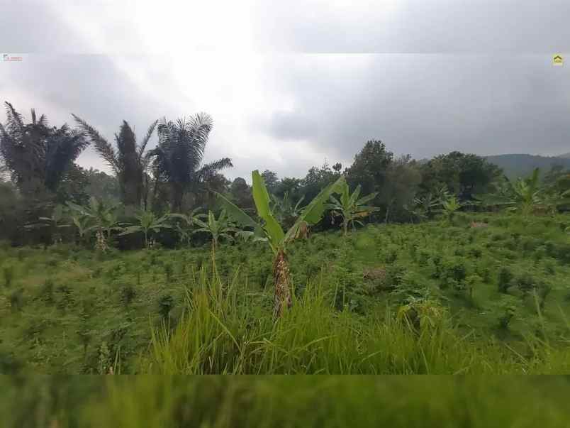 dijual tanah desa wanayasa kab purwakarta