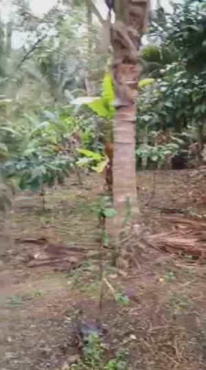 dijual tanah desa wisata belimbing