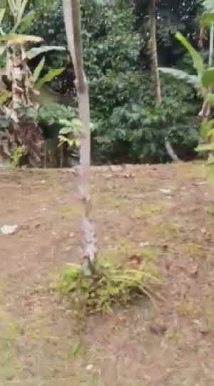 dijual tanah desa wisata belimbing