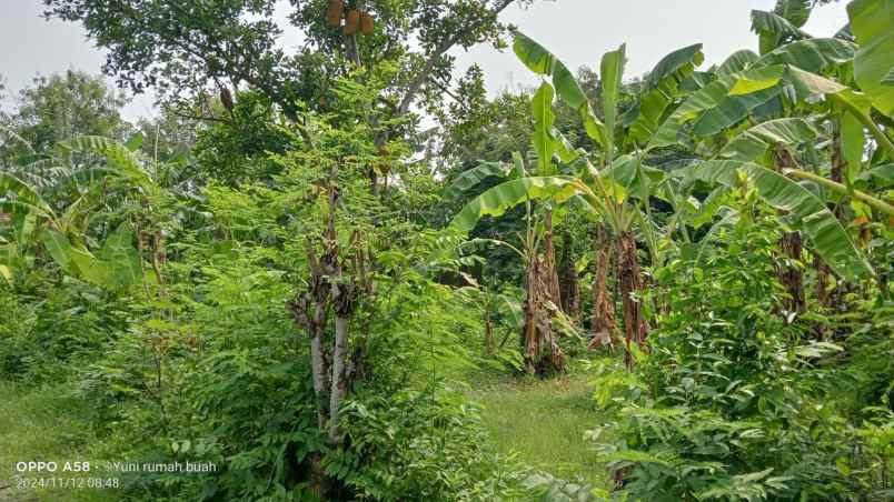 dijual tanah di desa kincang jiwan madiun