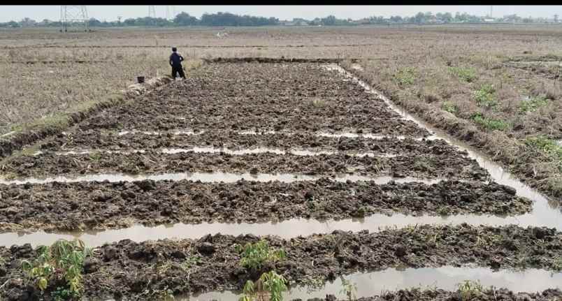 dijual tanah dijual tanah sawah di ds