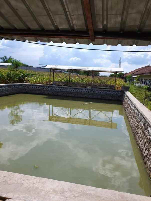dijual tanah dlangu