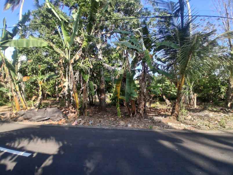 dijual tanah kebun dengan view sunset yang indah
