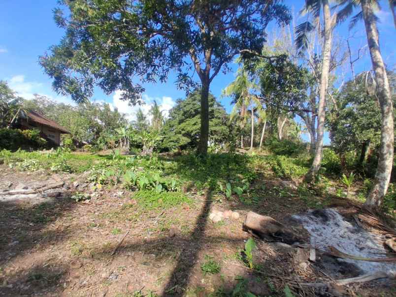dijual tanah kebun dengan view sunset yang indah