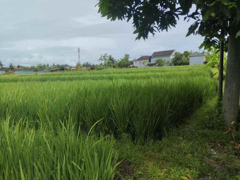 dijual tanah kelating tabanan bali
