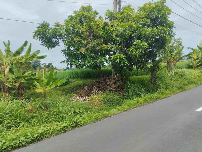 dijual tanah kelating tabanan bali