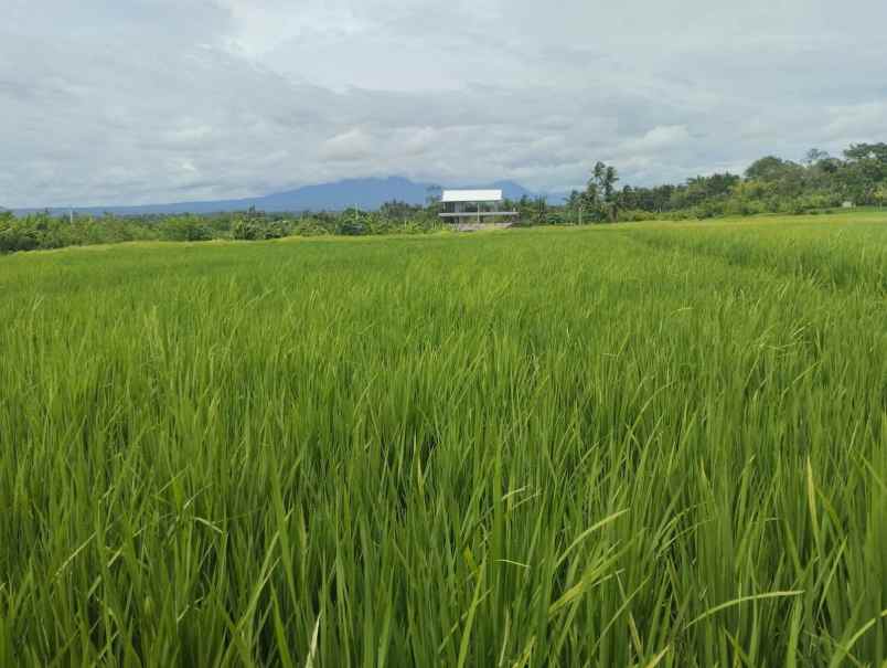 dijual tanah kelating tabanan bali