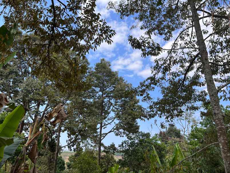 dijual tanah kemuning ngargoyoso