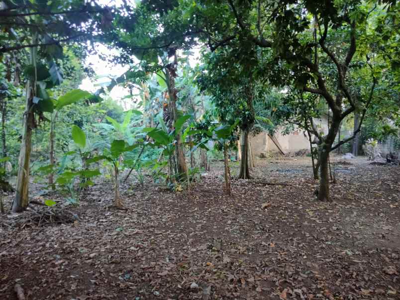 dijual tanah kp nyangkokot pasir randu