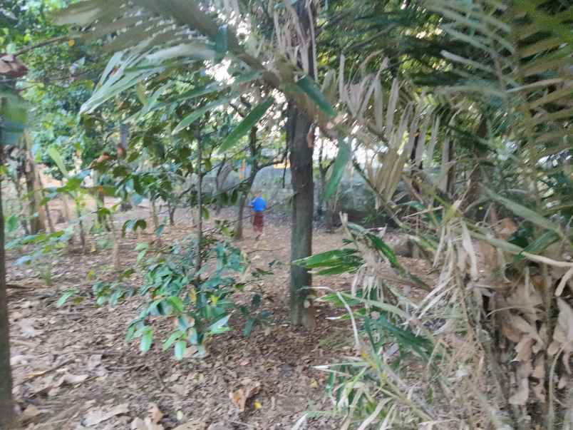 dijual tanah kp nyangkokot pasir randu