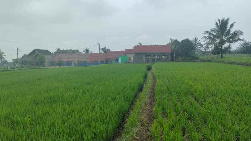 dijual tanah murah siap bangun lokasi cianjur