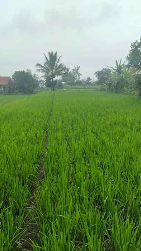 dijual tanah murah siap bangun lokasi cianjur