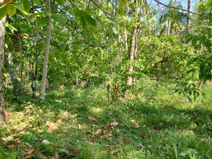 dijual tanah pantai balian selemadeg