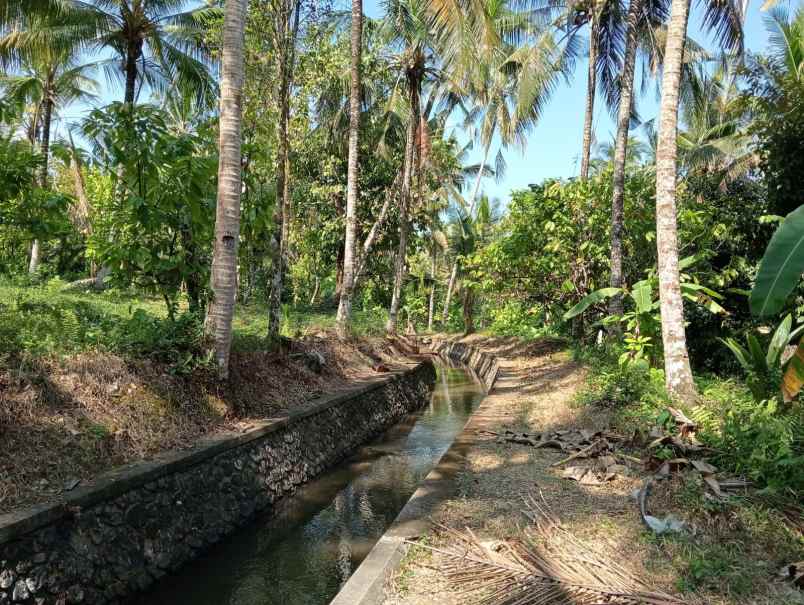 dijual tanah pantai balian selemadeg