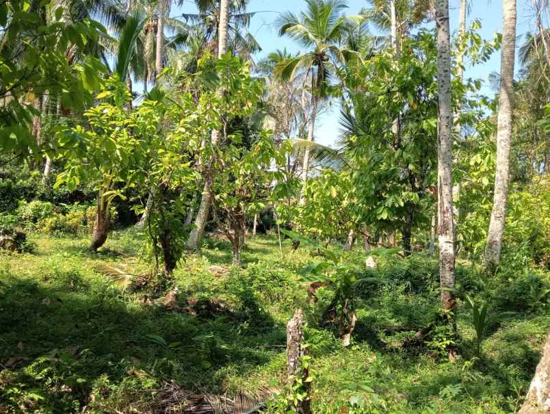 dijual tanah pantai balian selemadeg
