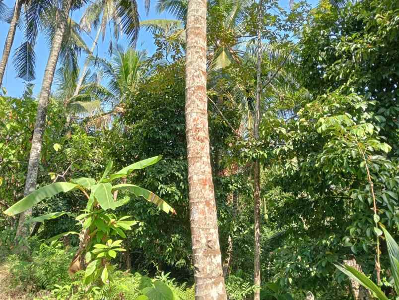 dijual tanah pantai balian selemadeg
