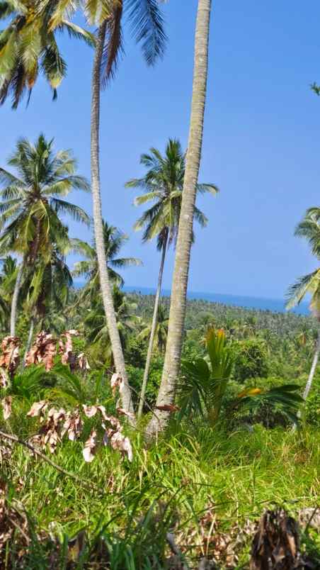 dijual tanah pantai balian selemadeg