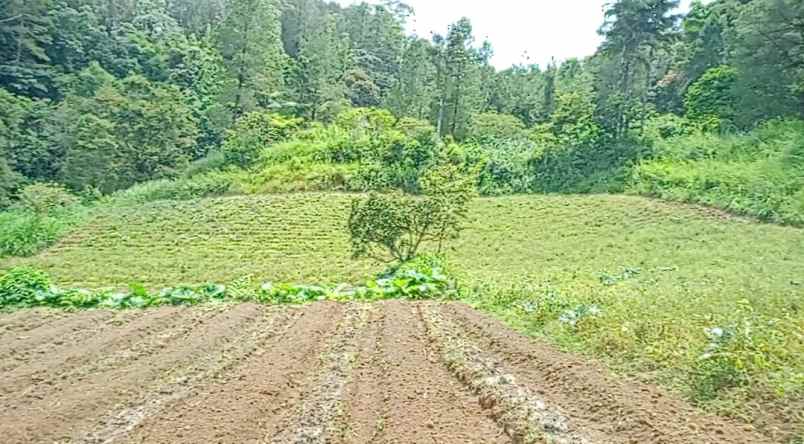 dijual tanah peceren sempajaya berastagi