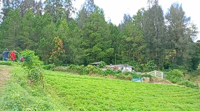 dijual tanah peceren sempajaya berastagi