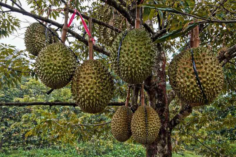 dijual tanah pekalongan kabupaten