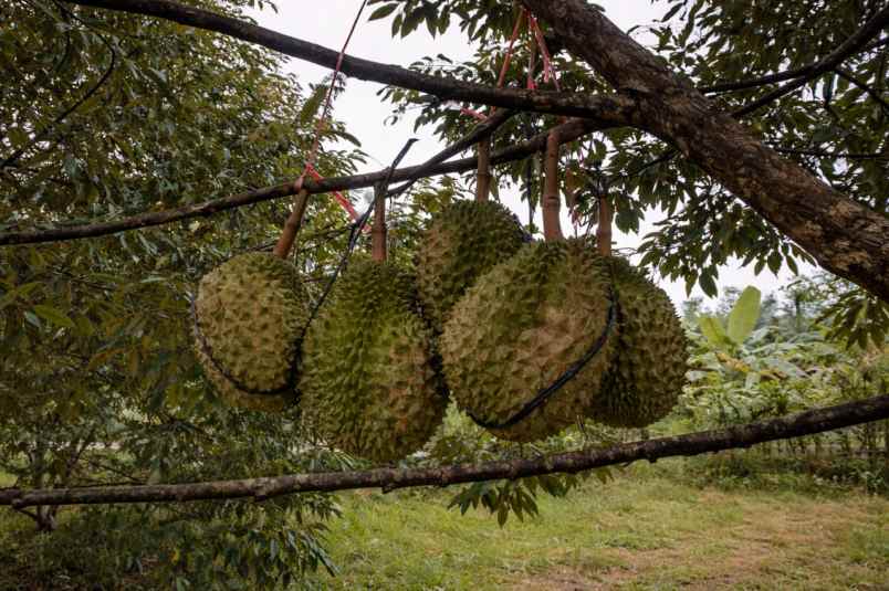 dijual tanah pekalongan kabupaten