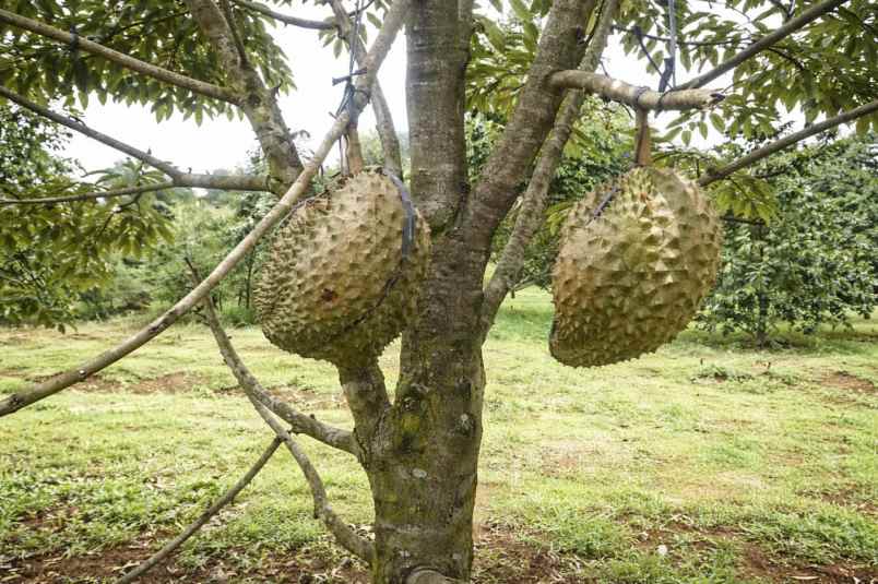 dijual tanah pekalongan kabupaten