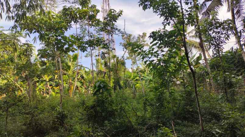 dijual tanah pekarangan dekat jalan raya kecamatan