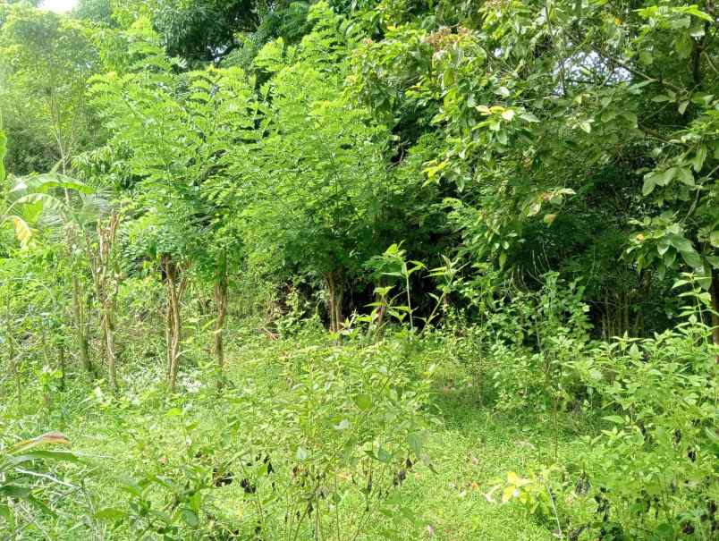 dijual tanah pinggir jalan nasional
