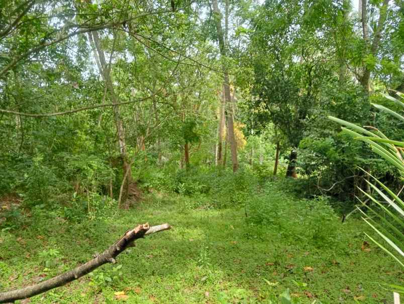 dijual tanah pinggir jalan nasional