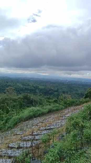 dijual tanah pinggir jalan raya baturiti