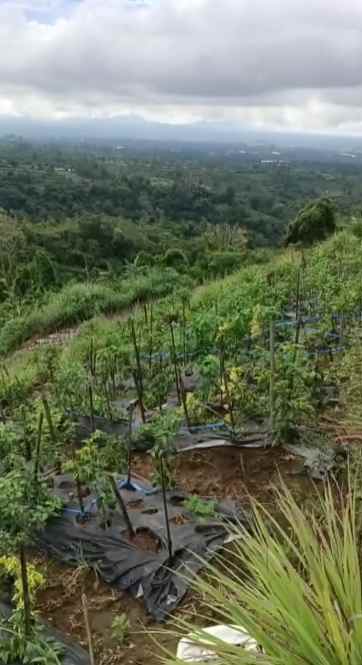 dijual tanah pinggir jalan raya baturiti