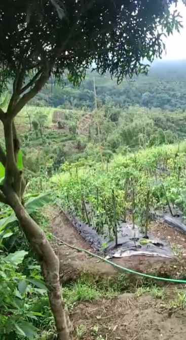 dijual tanah pinggir jalan raya baturiti