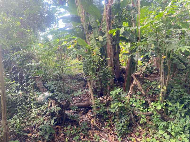 dijual tanah premium siap bangun lokasi di pererenan