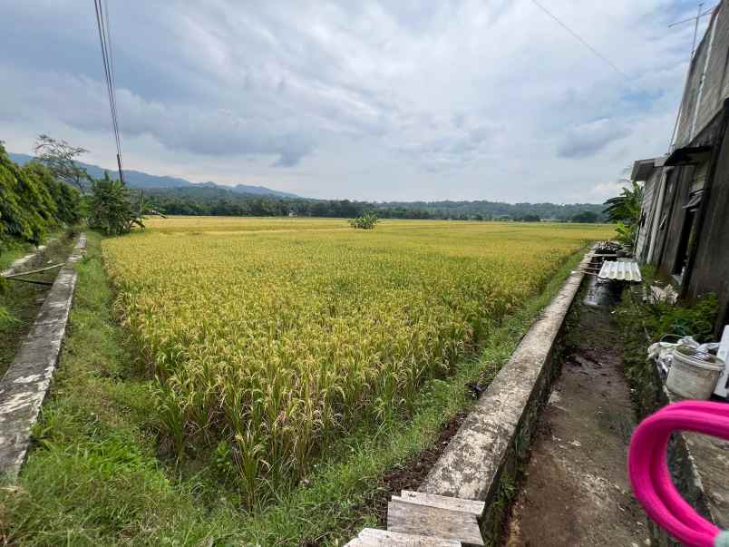 dijual tanah purwodadi