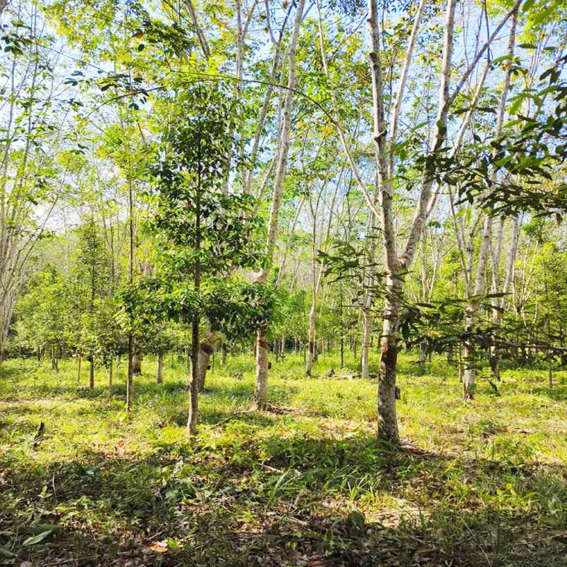 dijual tanah salok lay rt 09 kel lamaru