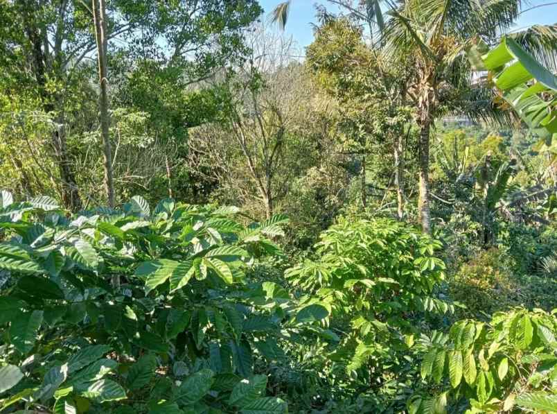 dijual tanah sanda pupuan tabanan