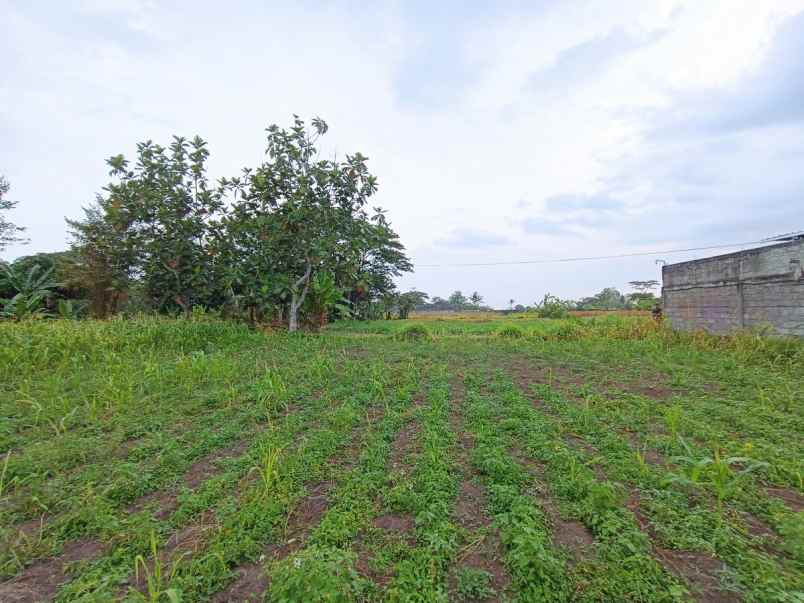 dijual tanah sardonoharjo kabupaten