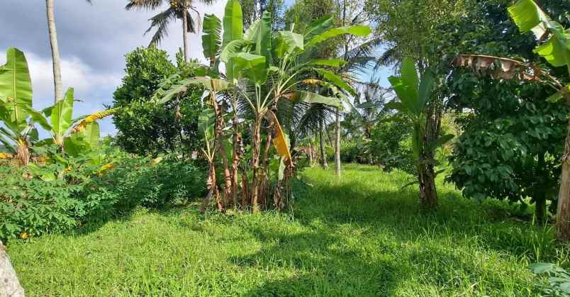dijual tanah timpag kerambitan kab