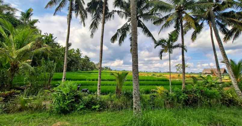 dijual tanah timpag kerambitan kab