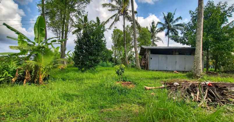 dijual tanah timpag kerambitan kab