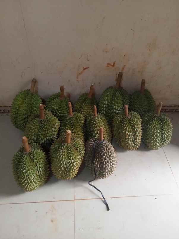 jual kebun durian premium subang