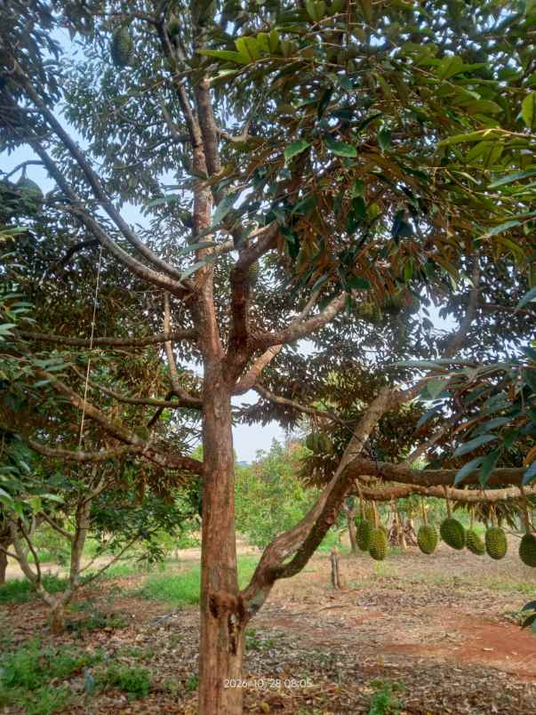 jual kebun durian premium subang