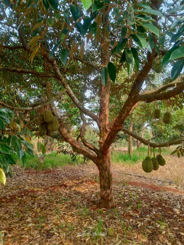 jual kebun durian premium subang