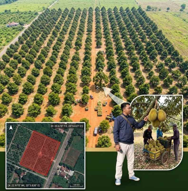 jual kebun durian premium subang