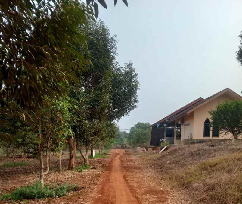 jual kebun durian premium subang