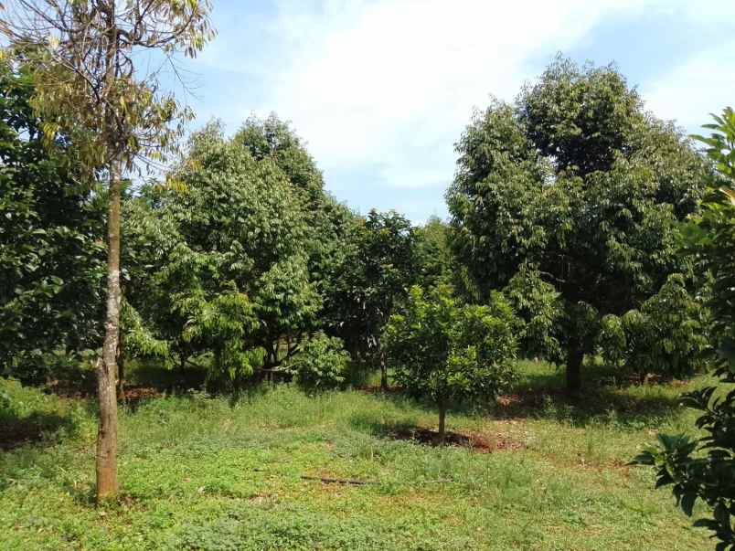 kebun durian premium 1 114 pohon