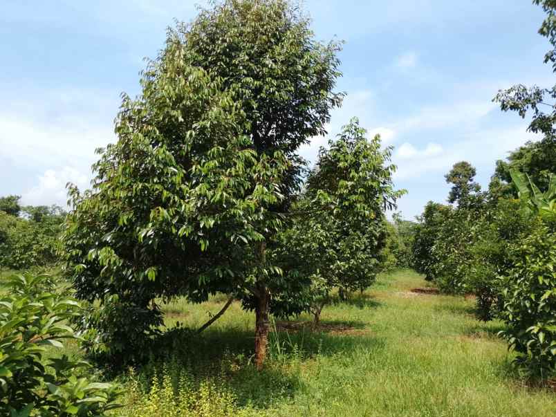 kebun durian premium 1 114 pohon